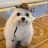 doggo0971
