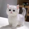 lasteriseoww