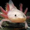 axolotl_comfome