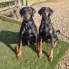 _dobermann_6