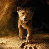lionceau77220
