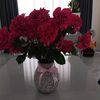 ailfa_omega
