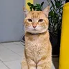 thaisfonsecabonfi