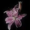 vani01744