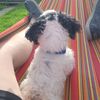 auggdog12