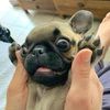 mypugpearl