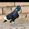dy9affazv8v0