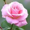 user_4567891098