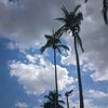 eli______238
