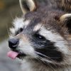 thecoonster8