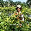 ariswanto382