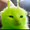 renjett
