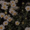 cc098765chat