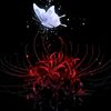 survival_spiderlyly