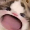 .......acclone