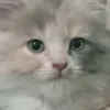 anabuuulgemoy