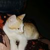 irmshilis