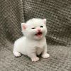 pleind3vi3