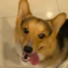 spamsbydev comeback