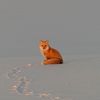 _cookiethefoxie_