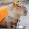 iamcapybara_00