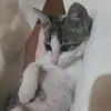 kitkatdabombom