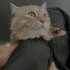 lanaaziz13