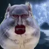 dorbasss