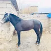 hama._manguri