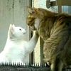 emaa_rinn
