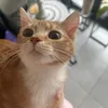 sorayab_2511