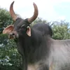 joaopgobbo
