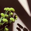 flowers2289