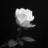 aramide946