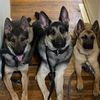 mpcanine