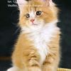 ademsaid231