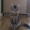 nina_gatinhax5099