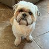 enzotheshihtzu_