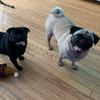 newfiepugs