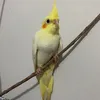 edwiges_vi