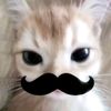 ccerryviest_