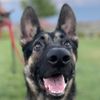 German Shepherd Love