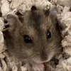 budderthehamster