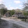 djilovella