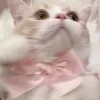 sugar_s0