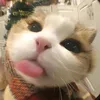 minhduc241208