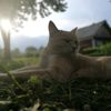 taril_88