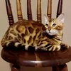 gatilanaliafranco