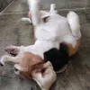 sandichristanto1
