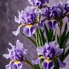 fatemachowdhury544